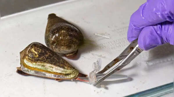 Cone snail
