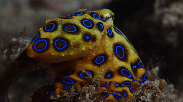 Blue-ringed Octopus