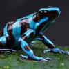 Article image for: Poison Dart <i class="tbold">frog</i>