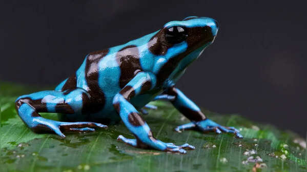Poison Dart Frog
