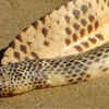 Eastern brown snake