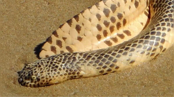 Eastern brown snake