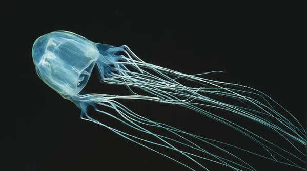 Box Jellyfish