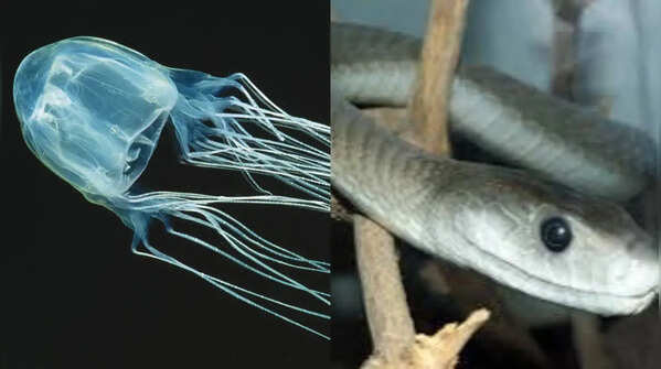 Animals and insects that are as venomous as the Inland Taipan