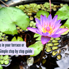 How to grow lotus in your terrace or balcony garden: Simple step by ...