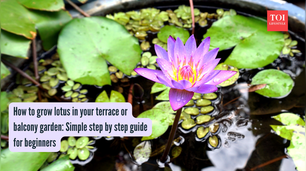 How to grow lotus in your terrace or balcony garden Simple step by step guide for beginners