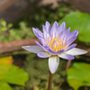 How to grow lotus in your terrace or balcony garden: Simple step by ...