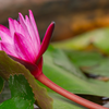 How to grow lotus in your terrace or balcony garden: Simple step by ...