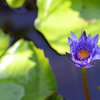Article image for: The flowers bloom next year
