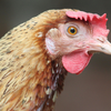 Article image for: Why experts are watching the outbreak so closely