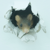 Article image for: A small animal, but a reminder about public health