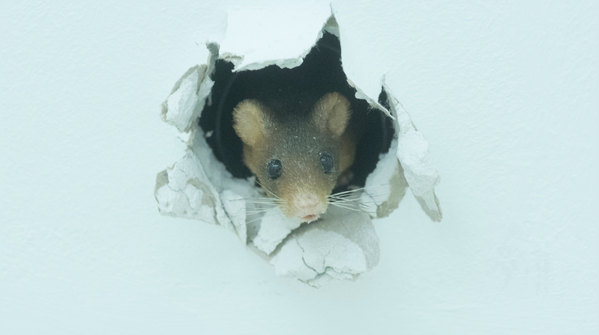 A small animal, but a reminder about public health