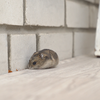 Article image for: What should people do while cleaning rodent-infested areas?