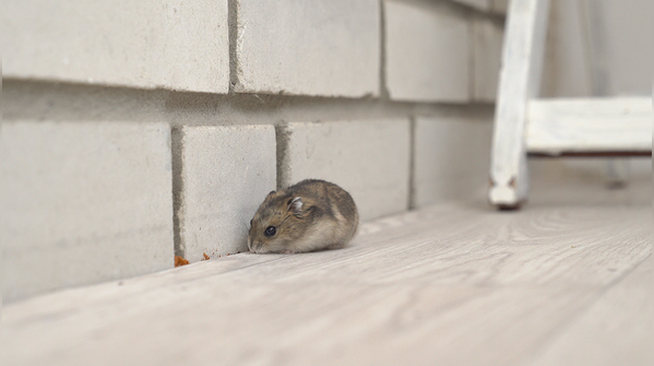 What should people do while cleaning rodent-infested areas?
