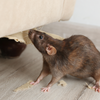 Why hantavirus worries doctors despite being rare