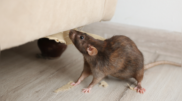 Why hantavirus worries doctors despite being rare