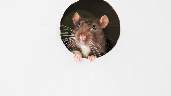 The biggest danger may come during cleaning