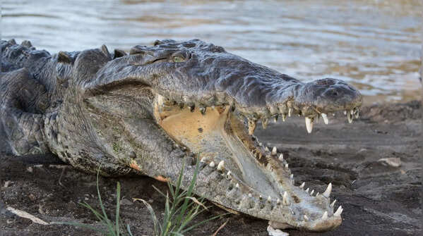 Their bite is terrifyingly strong