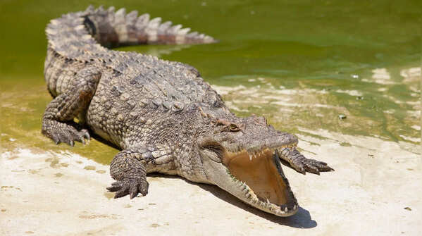 What crocodiles do when no one’s watching: 10 facts that may surprise you