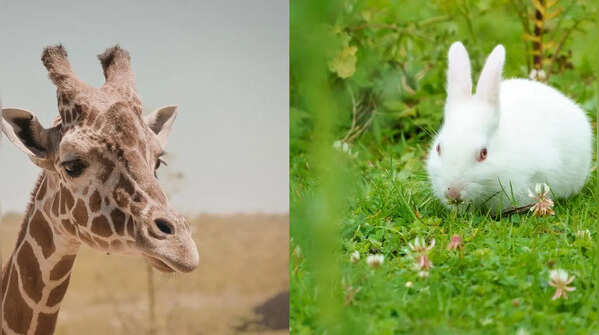 5 Incredible animals with no cords