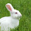 Rabbits