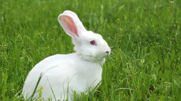 Rabbits