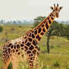 Giraffes