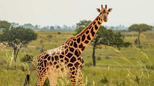 Giraffes