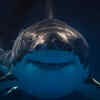 Sharks