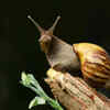Snails