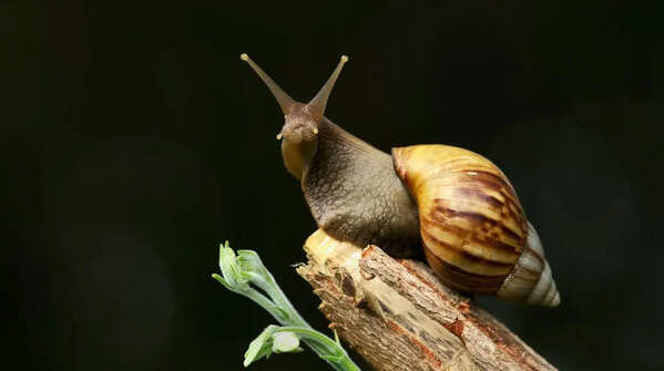 Snails
