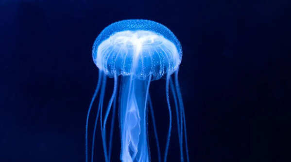 Jellyfish