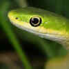 Rough green snake – the gentle tree-dwelling arboreal snake