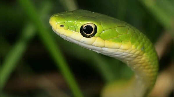 Rough green snake – the gentle tree-dwelling arboreal snake