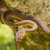 Brown tree snake – the night climbing snake