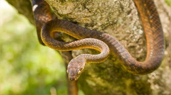 Brown tree snake – the night climbing snake