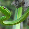 Vine snake – the slender and camouflaging arboreal snake