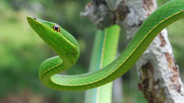 Vine snake – the slender and camouflaging arboreal snake
