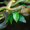 Paradise tree snake – the gliding arboreal snake