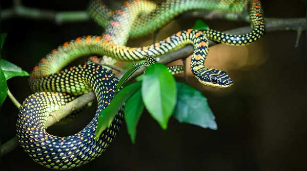 Paradise tree snake – the gliding arboreal snake