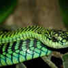 Boomslang – the arboreal snake with a <i class="tbold">sharp</i> eyesight