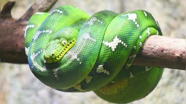 Emerald tree boa – the ambush hunter in the branches of rainforests