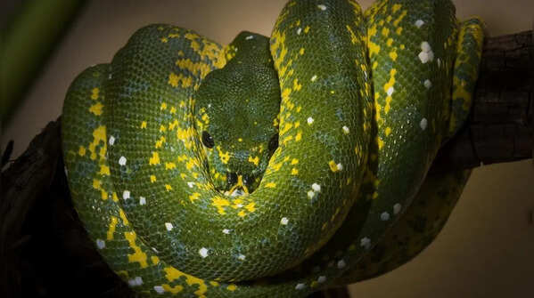 Green tree python – the brightly colored snake living in the branches