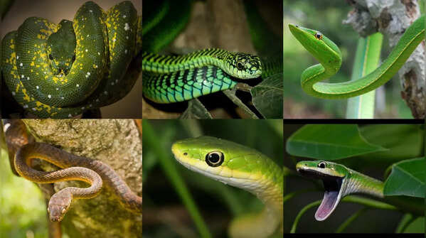 Arboreal: Snakes that always stay on trees and rarely descend