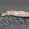 Case-bearing moth larva – carrying a silk-made shelter