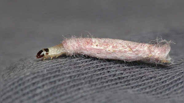 Case-bearing moth larva – carrying a silk-made shelter
