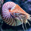 Nautilus – the ancient shell carrier