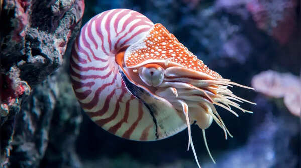 Nautilus – the ancient shell carrier