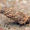 Bagworm moth larva – hidden inside a hanging case