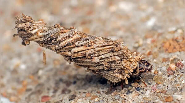 Bagworm moth larva – hidden inside a hanging case